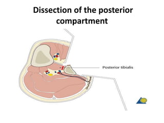 Dissection of the posterior
compartment
 