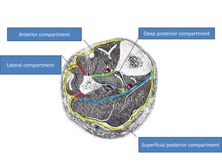 Anterior compartment
Lateral compartment
Deep posterior compartment
Superficial posterior compartment
 