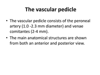 The vascular pedicle
• The vascular pedicle consists of the peroneal
artery (1.0 -2.3 mm diameter) and venae
comitantes (2-4 mm).
• The main anatomical structures are shown
from both an anterior and posterior view.
 