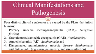 Clinical Manifestations and
Pathogenesis
Four distinct clinical syndromes are caused by the FLAs that infect
humans:
1. Primary amoebic meningoencephalitis (PAM)- Naegleria
fowleri;
2. Granulomatous amoebic encephalitis (GAE)- Acathamoeba;
3. Amoebic keratitis (AK)- Acathamoeba and
4. Disseminated granulomatous amoebic disease- Acathamoeba
and Balamuthia. (e.g.- skin, pulmonary, and sinus infection).
12
 