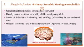 1. Naegleria fowleri -Primary Amoebic Meningoencephalitis
 Geographical Distribution: some parts of the world.
 Usually occurs in otherwise healthy children and young adults
 Mode of infection:- Swimming and sniffing (inhalation) in contaminated
water.
 Onset of symptoms -2 to 5 days after exposure, (Apparent IP-upto 2 week).
Diffuse Meningoencephalitis
13
 
