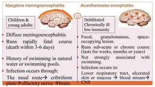  Diffuse meningoencephalitis.
 Runs rapidly fatal course
(death within 3-6 days)
 History of swimming in natural
water or swimming pools.
 Infection occurs through:
The nasal route cribriform
plateolfactory nerve brain.
 Focal, granulomatous, space-
occupying lesion.
 Runs sub-acute or chronic course
(lasts for weeks, months or years)
 Not strongly associated with
swimming.
 Infection occurs in:
Lower respiratory tract, ulcerated
skin or mucosa  blood stream
CNS
Naegleria meningoencephalitis Acanthamoeba encephalitis
Children &
young adults
Debilitated
Chronically ill
low immunity
23
 