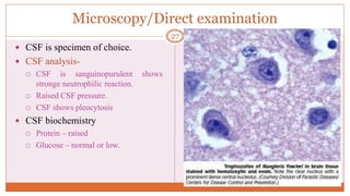 Microscopy/Direct examination
 CSF is specimen of choice.
 CSF analysis-
 CSF is sanguinopurulent shows
stronge neutrophilic reaction.
 Raised CSF pressure.
 CSF shows pleocytosis
 CSF biochemistry
 Protein – raised
 Glucose – normal or low.
27
 