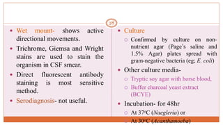 28
 Wet mount- shows active
directional movements.
 Trichrome, Giemsa and Wright
stains are used to stain the
organism in CSF smear.
 Direct fluorescent antibody
staining is most sensitive
method.
 Serodiagnosis- not useful.
 Culture
 Confirmed by culture on non-
nutrient agar (Page’s saline and
1.5% Agar) plates spread with
gram-negative bacteria (eg; E. coli)
 Other culture media-
 Tryptic soy agar with horse blood,
 Buffer charcoal yeast extract
(BCYE)
 Incubation- for 48hr
 At 37oC (Naegleria) or
 At 30oC (Acanthamoeba)
 