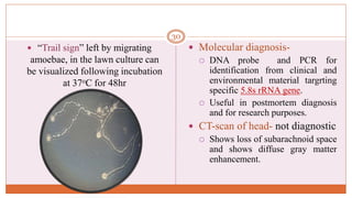 “Trail sign” left by migrating
amoebae, in the lawn culture can
be visualized following incubation
at 37oC for 48hr
 Molecular diagnosis-
 DNA probe and PCR for
identification from clinical and
environmental material targrting
specific 5.8s rRNA gene.
 Useful in postmortem diagnosis
and for research purposes.
 CT-scan of head- not diagnostic
 Shows loss of subarachnoid space
and shows diffuse gray matter
enhancement.
30
 