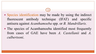  Species identification may be made by using the indirect
fluorescent antibody technique (IFAT) and specific
antisera against Acanthamoeba spp. or B. Mandrillaris.
 The species of Acanthamoeba identified most frequently
from cases of GAE have been A. Castellanii and A.
culbertsoni.
35
 