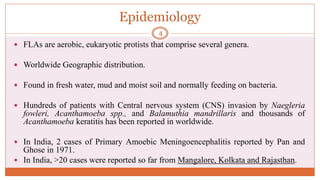 Epidemiology
 FLAs are aerobic, eukaryotic protists that comprise several genera.
 Worldwide Geographic distribution.
 Found in fresh water, mud and moist soil and normally feeding on bacteria.
 Hundreds of patients with Central nervous system (CNS) invasion by Naegleria
fowleri, Acanthamoeba spp., and Balamuthia mandrillaris and thousands of
Acanthamoeba keratitis has been reported in worldwide.
 In India, 2 cases of Primary Amoebic Meningoencephalitis reported by Pan and
Ghose in 1971.
 In India, >20 cases were reported so far from Mangalore, Kolkata and Rajasthan.
4
 