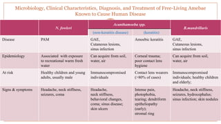 Microbiology, Clinical Characteristics, Diagnosis, and Treatment of Free-Living Amebae
Known to Cause Human Disease
40
N. fowleri
Acanthamoeba spp.
B.mandrillaris
(non-keratitis disease) (keratitis)
Disease PAM GAE,
Cutaneous lesions,
sinus infection
Amoebic keratitis GAE,
Cutaneous lesions,
sinus infection
Epidemiology Associated with exposure
to recreational warm fresh
water
Can acquire from soil,
water, air
Corneal trauma;
poor contact lens
hygiene
Can acquire from soil,
water, air
At risk Healthy children and young
adults, usually male
Immunocompromised
individuals
Contact lens wearers
(>80% of cases)
Immunocompromised
individuals; healthy children
and elderly;
Signs & symptoms Headache, neck stiffness,
seizures, coma
Headache,
neck stiffness,
behavioral changes,
coma; sinus disease;
skin ulcers
Intense pain,
photophobia,
tearing; dendriform
epitheliopathy
(early);
stromal ring
Headache, neck stiffness,
seizures, hydrocephalus;
sinus infection; skin nodules
 