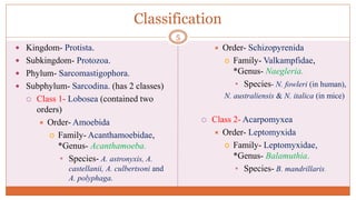 Classification
 Kingdom- Protista.
 Subkingdom- Protozoa.
 Phylum- Sarcomastigophora.
 Subphylum- Sarcodina. (has 2 classes)
 Class 1- Lobosea (contained two
orders)
 Order- Amoebida
 Family- Acanthamoebidae,
*Genus- Acanthamoeba.
• Species- A. astronyxis, A.
castellanii, A. culbertsoni and
A. polyphaga.
 Order- Schizopyrenida
 Family- Valkampfidae,
*Genus- Naegleria.
• Species- N. fowleri (in human),
N. australiensis & N. italica (in mice)
 Class 2- Acarpomyxea
 Order- Leptomyxida
 Family- Leptomyxidae,
*Genus- Balamuthia.
• Species- B. mandrillaris.
5
 