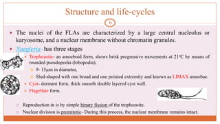 Structure and life-cycles
 The nuclei of the FLAs are characterized by a large central nucleolus or
karyosome, and a nuclear membrane without chromatin granules.
 Naegleria -has three stages
 Trophozoite- an amoeboid form, shows brisk progressive movements at 21oC by means of
rounded pseudopodia (lobopodia).
 9- 15µm in diameter,
 Slud-shaped with one broad and one pointed extremity and known as LIMAX amoebae.
 Cyst- dormant form, thick smooth double layered cyst wall.
 Flagellate form.
 Reproduction in is by simple binary fission of the trophozoite.
 Nuclear division is promitotic- During this process, the nuclear membrane remains intact.
6
 