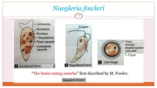 Naegleria fowleri
7
7-15µm
“The brain-eating amoeba” first discribed by M. Fowler.
 