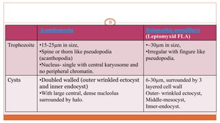  Acanthamoeba and Balamuthia mandillaris (Leptomyxid
FLA)
 Has two stages and both can be source of infection to man.
 Trophozoite-
 20-50µm in size
 Has a rough exterior with several spine-like projections (acanthopoda)
 Cyst –
 Has a winkled outer surface with smooth inner wall with large central,
dense nucleolus surrounded by halo.
8
Acanthamoeba Balamuthia mandillaris
(Leptomyxid FLA)
Trophozoite •15-25µm in size,
•Spine or thorn like pseudopodia
(acanthopodia)
•Nucleus- single with central karyosome and
no peripheral chromatin.
•~30µm in size,
•Irregular with fingure like
pseudopodia.
Cysts •Doubled walled (outer wrinkled ectocyst
and inner endocyst)
•With large central, dense nucleolus
surrounded by halo.
6-30µm, surrounded by 3
layered cell wall
Outer- wrinkled ectocyst,
Middle-mesocyst,
Inner-endocyst.
 