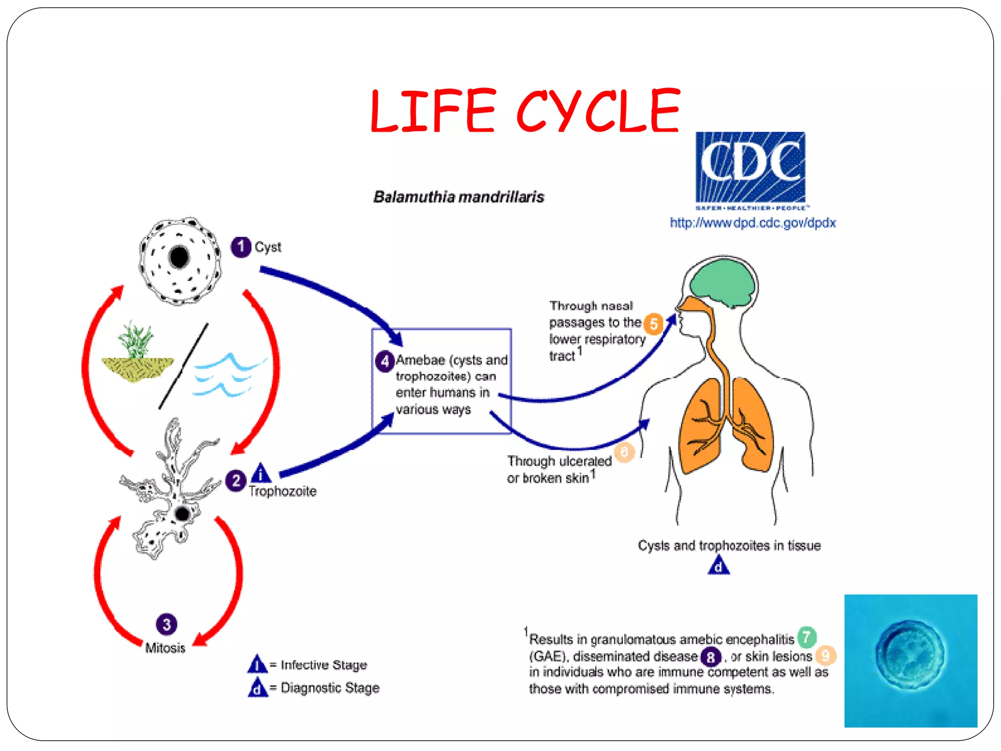 Free living amoebae ppt