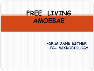 FREE LIVING
AMOEBAE
-DR.M.JANE ESTHER
PG- MICROBIOLOGY
 