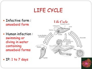 Free living amoebae | PPTX