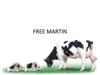 FREE MARTIN
 