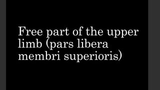 Free part of the upper
limb (pars libera
membri superioris)
 