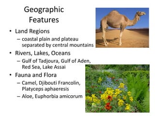 Geographic FeaturesLand Regionscoastal plain and plateau separated by central mountainsRivers, Lakes, OceansGulf of Tadjoura, Gulf of Aden, Red Sea, Lake AssaiFauna and FloraCamel, Djibouti Francolin, Platyceps aphaeresis Aloe, Euphorbia amicorum 