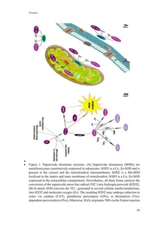 ©Lekhan
15

 Figure 1. Superoxide dismutase enzymes. (A) Superoxide dismutases (SODs) are
metalloenzymes constitutively expressed in eukaryotes: SOD1 is a Cu, Zn-SOD and is
present in the cytosol and the mitochondrial intermembrane; SOD2 is a Mn-SOD
localized in the matrix and inner membrane of mitochondria; SOD3 is a Cu, Zn-SOD
expressed in the extracellular compartment. Nevertheless, all three forms catalyze the
conversion of the superoxide anion free radical (•
O2−
) into hydrogen peroxide (H2O2).
(B) In detail, SOD converts the •
O2−
, generated in several cellular insults/metabolism,
into H2O2 and molecular oxygen (O2). The resulting H2O2 may undergo reduction to
water via catalase (CAT), glutathione peroxidases (GPx), or thioredoxin (Trx)-
dependent peroxiredoxin (Prx). Otherwise, H2O2 originates •
OH via the Fenton reaction
 