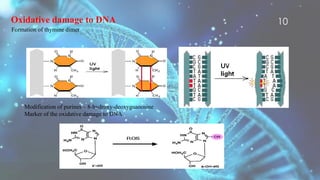  Formation of thymine dimer
Oxidative damage to DNA
Modification of purines – 8-hydroxy-deoxyguanosine
Marker of the oxidative damage to DNA
10
 