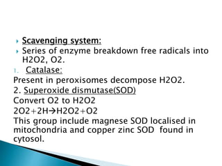 Free Radical Injury by prof dr naseer ppt | PPTX