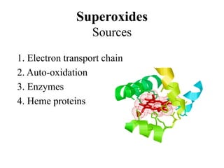 1. Electron transport chain
2. Auto-oxidation
3. Enzymes
4. Heme proteins
Superoxides
Sources
 