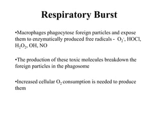 Respiratory Burst
•Macrophages phagocytose foreign particles and expose
them to enzymatically produced free radicals - O2
-, HOCl,
H2O2, OH, NO
•The production of these toxic molecules breakdown the
foreign particles in the phagosome
•Increased cellular O2 consumption is needed to produce
them
 