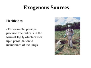 Exogenous Sources
Herbicides
• For example, paraquat
produce free radicals in the
form of H2O2 which causes
lipid peroxidation to
membranes of the lungs.
 