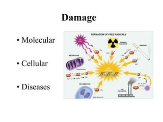 Damage
• Molecular
• Cellular
• Diseases
 