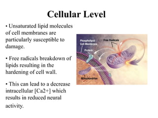 Cellular Level
• Unsaturated lipid molecules
of cell membranes are
particularly susceptible to
damage.
• Free radicals breakdown of
lipids resulting in the
hardening of cell wall.
• This can lead to a decrease
intracellular [Ca2+] which
results in reduced neural
activity.
 