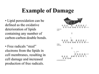• Lipid peroxidation can be
defined as the oxidative
deterioration of lipids
containing any number of
carbon-carbon double bonds.
• Free radicals “steal”
electrons from the lipids in
cell membranes, resulting in
cell damage and increased
production of free radicals.
Example of Damage
 