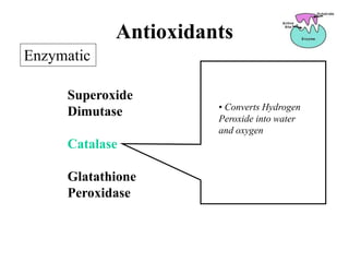 Superoxide
Dimutase
Catalase
Glatathione
Peroxidase
Enzymatic
Antioxidants
• Converts Hydrogen
Peroxide into water
and oxygen
 