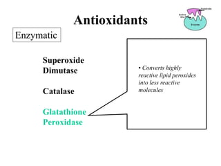 Superoxide
Dimutase
Catalase
Glatathione
Peroxidase
Enzymatic
Antioxidants
• Converts highly
reactive lipid peroxides
into less reactive
molecules
 