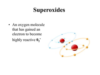 Superoxides
• An oxygen molecule
that has gained an
electron to become
highly reactive 02
-
 
