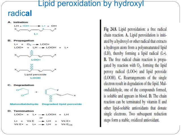 Free radicals and reactive oxygen species PPTX Chemistry Science