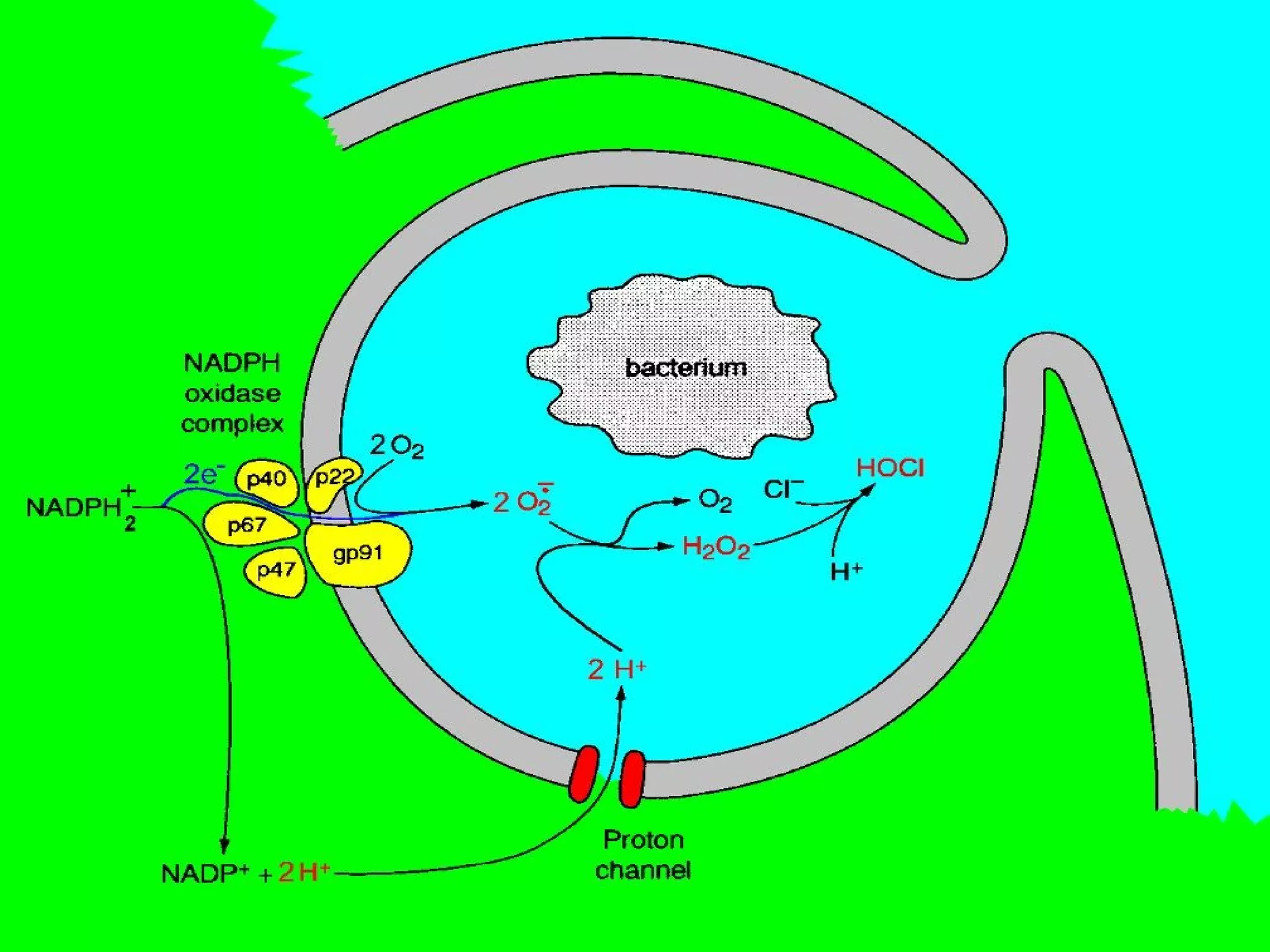 Free radicals antioxidants PPT Free radicals antioxidants PPT