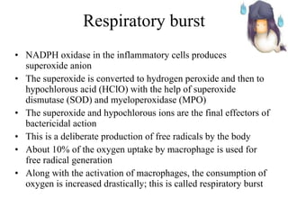 Respiratory burst NADPH oxidase in the inflammatory cells produces superoxide anion  The superoxide is converted to hydrogen peroxide and then to hypochlorous acid (HClO) with the help of superoxide dismutase (SOD) and myeloperoxidase (MPO) The superoxide and hypochlorous ions are the final effectors of bactericidal action This is a deliberate production of free radicals by the body About 10% of the oxygen uptake by macrophage is used for free radical generation  Along with the activation of macrophages, the consumption of oxygen is increased drastically; this is called respiratory burst 