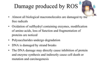 Damage produced by ROS Almost all biological macromolecules are damaged by the free radicals  Oxidation of sulfhydryl containing enzymes, modification of amino acids, loss of function and fragmentation of proteins are noticed Polysaccharides undergo degradation DNA is damaged by strand breaks The DNA damage may directly cause inhibition of protein and enzyme synthesis and indirectly cause cell death or mutation and carcinogenesis 