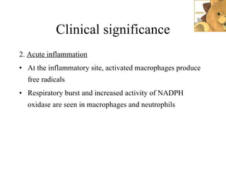 Clinical significance 2.  Acute inflammation At the inflammatory site, activated macrophages produce free radicals Respiratory burst and increased activity of NADPH oxidase are seen in macrophages and neutrophils 