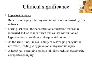 Clinical significance 5.  Reperfusion injury Reperfusion injury after myocardial ischemia is caused by free radicals During ischemia, the concentration of xanthine oxidase is increased and when reperfused this causes conversion of hypoxanthine to xanthine and superoxide anion At the same time, the availability of scavenging enzymes is decreased, leading to aggravation of myocardial injury Allopurinol, a xanthine oxidase inhibitor, reduces the severity of reperfusion injury   