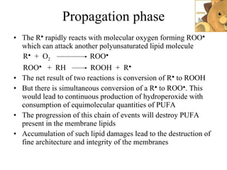 Propagation phase The R ●  rapidly reacts with molecular oxygen forming ROO ●  which can attack another polyunsaturated lipid molecule R ●   +  O 2   ROO ● ROO ●   +  RH  ROOH  +  R ● The net result of two reactions is conversion of R ●  to ROOH But there is simultaneous conversion of a R ●  to ROO ● . This would lead to continuous production of hydroperoxide with consumption of equimolecular quantities of PUFA The progression of this chain of events will destroy PUFA present in the membrane lipids Accumulation of such lipid damages lead to the destruction of fine architecture and integrity of the membranes 
