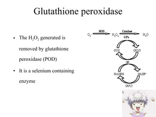 Glutathione peroxidase The H 2 O 2  generated is removed by glutathione peroxidase (POD) It is a selenium containing enzyme 