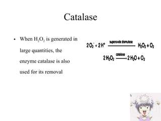 Catalase When H 2 O 2  is generated in large quantities, the enzyme catalase is also used for its removal 