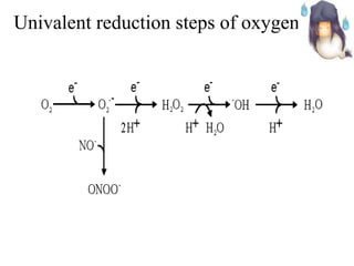 Univalent reduction steps of oxygen 