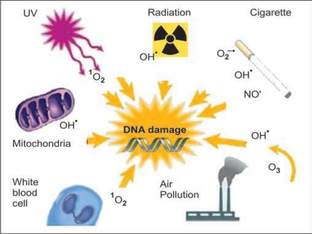 FREE RADICALS & ANTIOXIDANTS