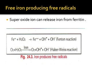  Super oxide ion can release iron from ferritin .
 