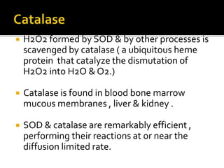  H2O2 formed by SOD & by other processes is
scavenged by catalase ( a ubiquitous heme
protein that catalyze the dismutation of
H2O2 into H2O & O2.)
 Catalase is found in blood bone marrow
mucous membranes , liver & kidney .
 SOD & catalase are remarkably efficient ,
performing their reactions at or near the
diffusion limited rate.
 
