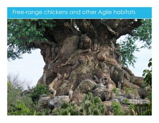 Free-range chickens and other Agile habitats
 