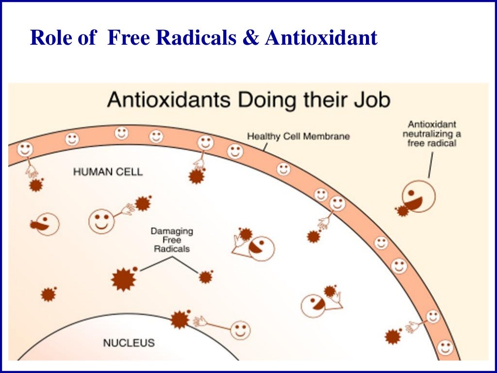 Free Radical and Antioxidant