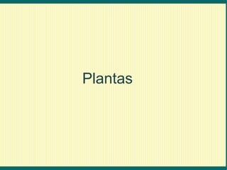 Plantas
 